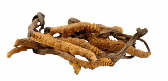 cordyceps-paddestoel in Gluconol